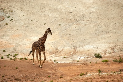 During the day standing in brown giraffe on the beach
